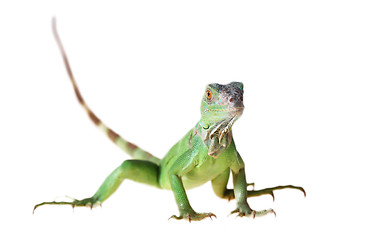 Image showing Green iguana 