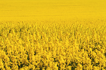 Image showing Rape field