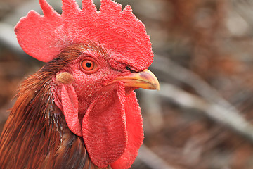 Image showing Red Rooster Portrait