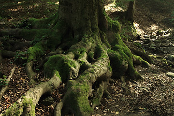 Image showing root