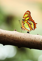 Image showing Red lacewing butterfly (lat. Cethosia biblis)