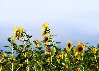 Image showing Sunflowers field