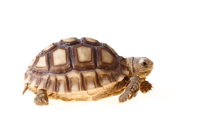 Image showing African Spurred Tortoise (Sulcata)