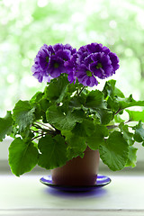 Image showing violet in brown pot 