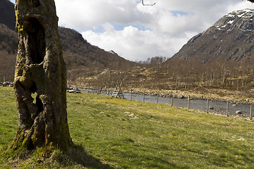 Image showing old, hollow tree with grassland and mountains