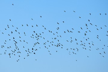 Image showing Birds