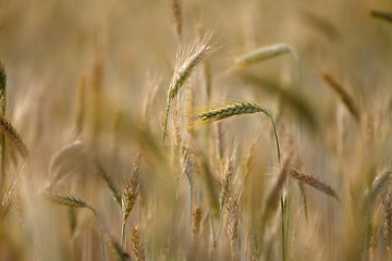 Image showing Wheat