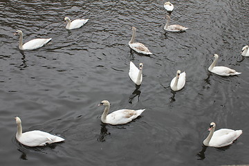 Image showing group of swans