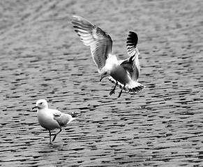 Image showing seagull attack