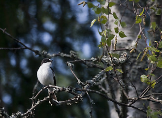 Image showing flycatcher