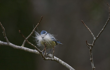 Image showing blue tit