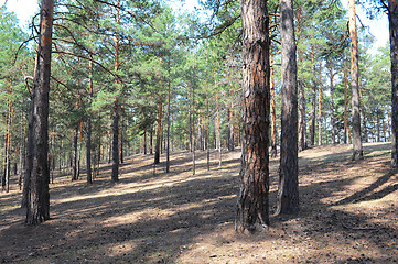 Image showing Summer pine forest