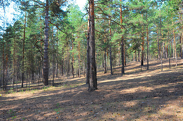 Image showing Summer pine forest