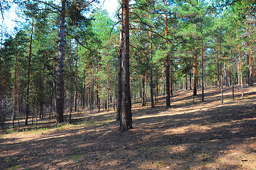 Image showing Summer pine forest