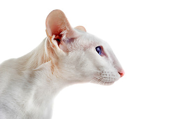 Image showing white oriental cat