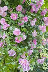 Image showing Rosa banksiae rosea