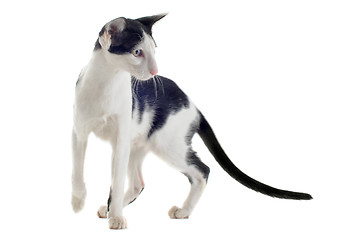 Image showing black and white oriental cat