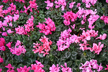 Image showing pink cyclamen