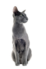 Image showing gray oriental cat