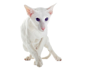 Image showing white oriental cat