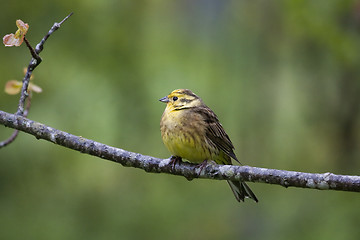 Image showing male yellowhammer