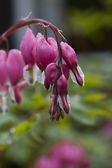 Image showing bleeding heart