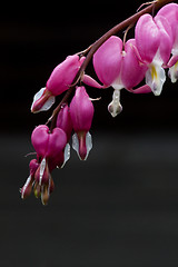 Image showing bleeding heart