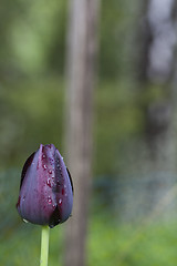 Image showing dark tulip