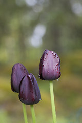 Image showing dark tulips