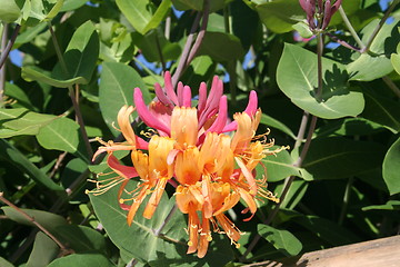 Image showing Lonicera heckrotti - caprifolium