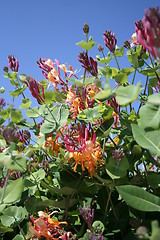 Image showing Lonicera heckrotti - caprifolium