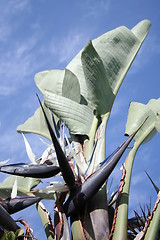 Image showing Strelitzia