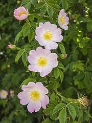 Image showing wild roses