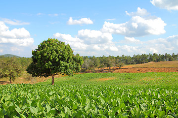 Image showing Tobacco fields