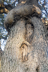 Image showing olive tree; particular