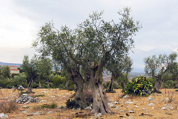 Image showing olive tree in a hill of Apulia