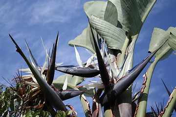 Image showing White Strelitzia