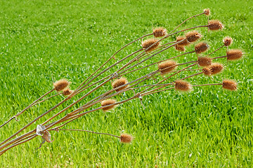 Image showing Dried thistle plant bent over wheat field