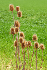 Image showing Dried thistle flowers against green field