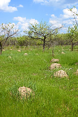 Image showing Anthill among green grass