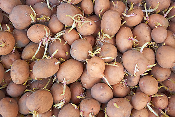 Image showing Potatoes tubers with germinated sprouts