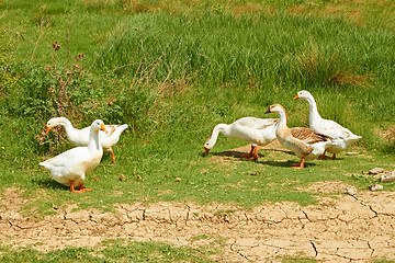 Image showing Geese in the pasture