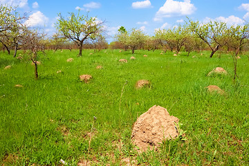 Image showing Anthill among spring herbs