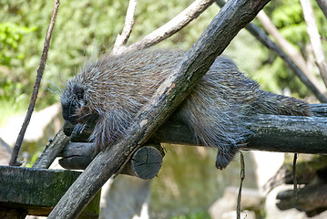 Image showing New World Porcupine