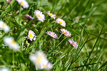 Image showing pink daisy