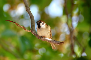 Image showing sparrow in the park