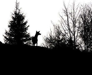 Image showing red deer stag silhouette