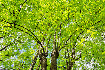 Image showing Linden trees