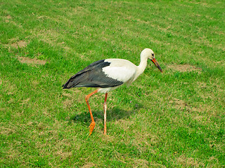 Image showing stork