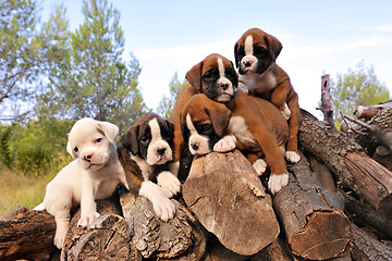 Image showing puppies boxer